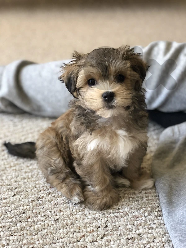 Tricolor mini labradoodle puppy