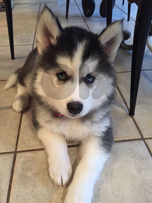 Husky black and white blue eyes