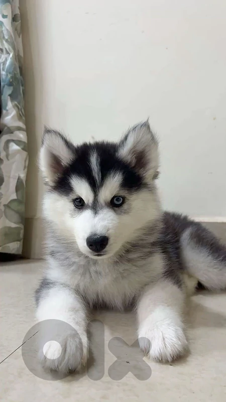 Husky Siberian