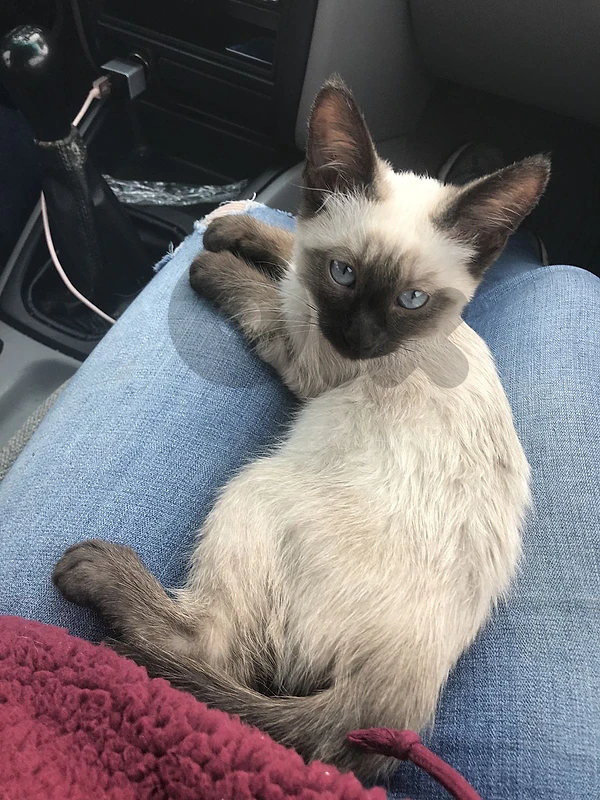 Siamese blue eyes kitten love Cat