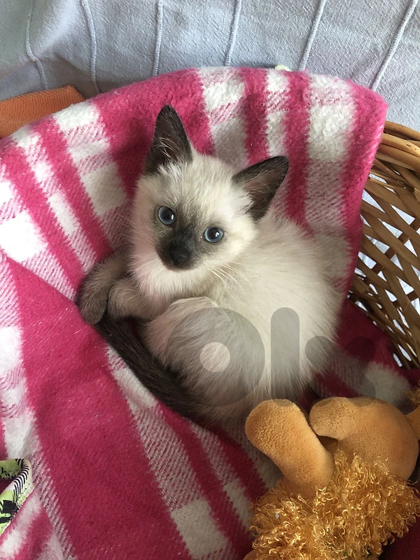 siamese color point Cat Kitten