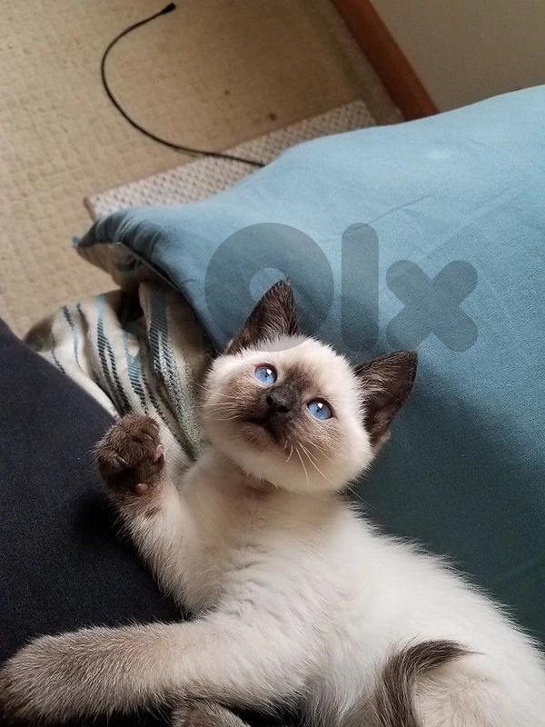 Siamese kitten Blue Eyes