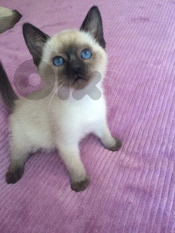 Siamese Kitten love