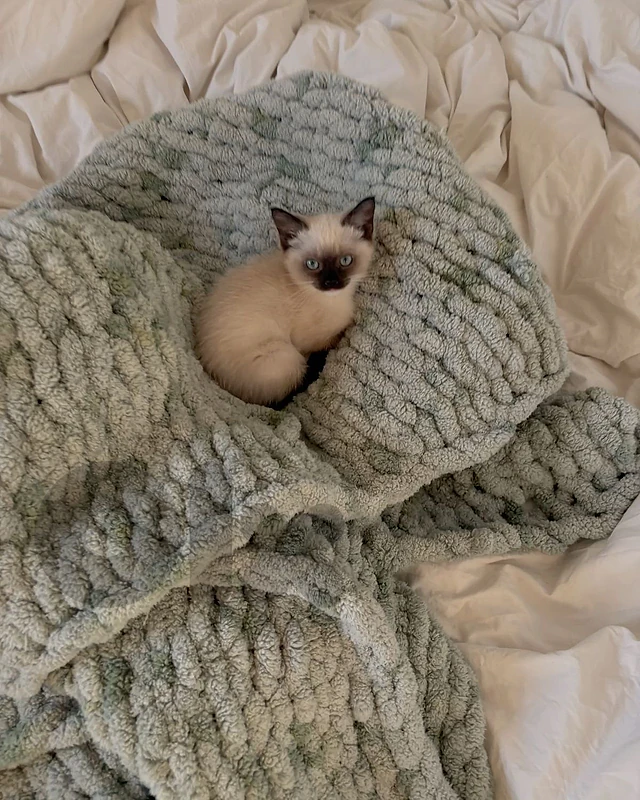 Siamese kitten Blue eyes