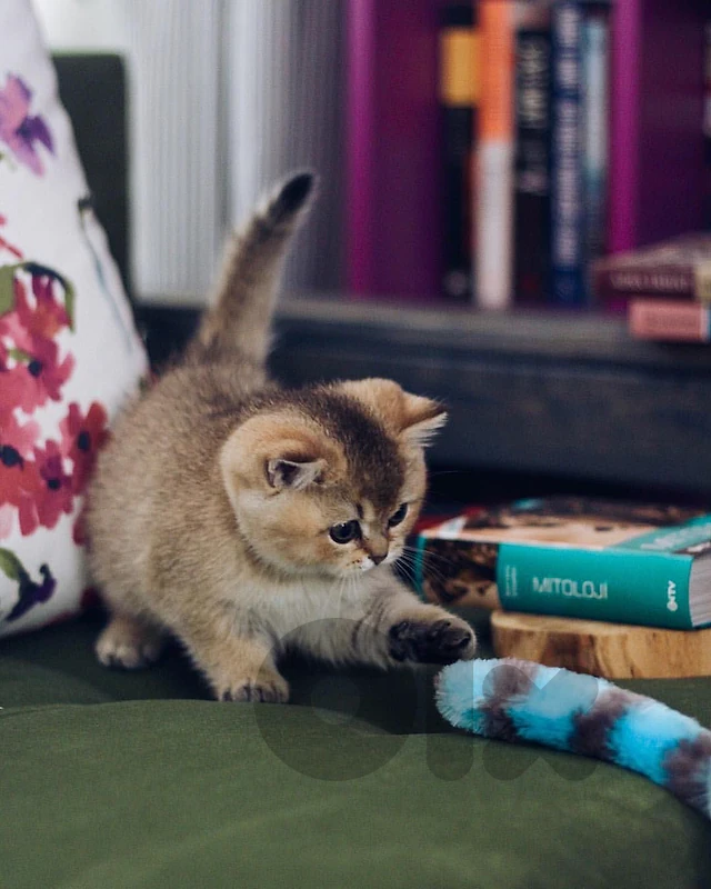 British golden chinchilla kitten