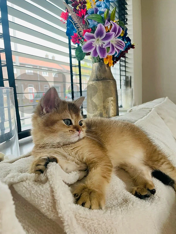 British golden chinchilla kittens