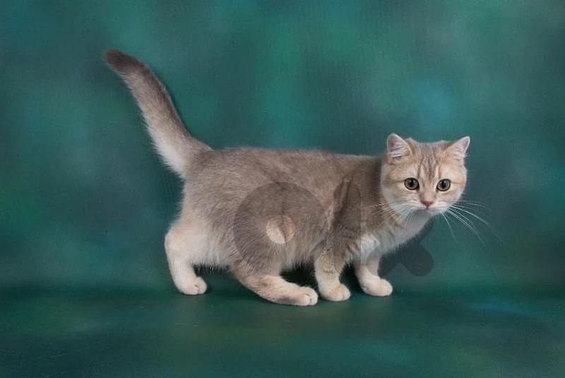 golden chinchilla british