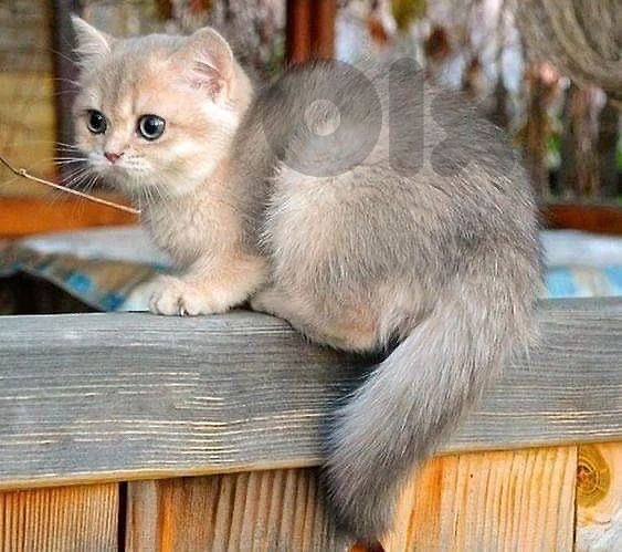 Golden Chinchilla