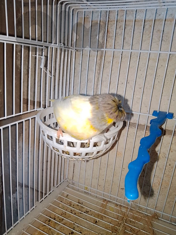 رميله