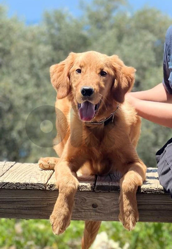 Golden Retriever fully trained and vaccinated