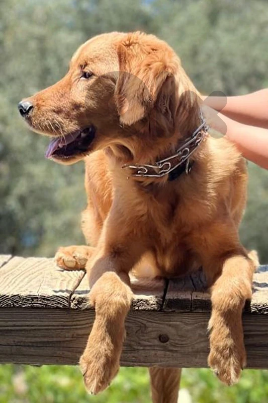 Golden Retriever Puppy fully trained
