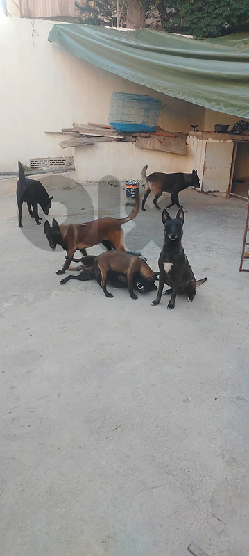 Belgian shepherds Malinois