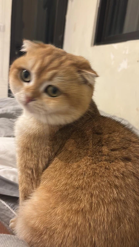 cat for sale pure breed chelchela
