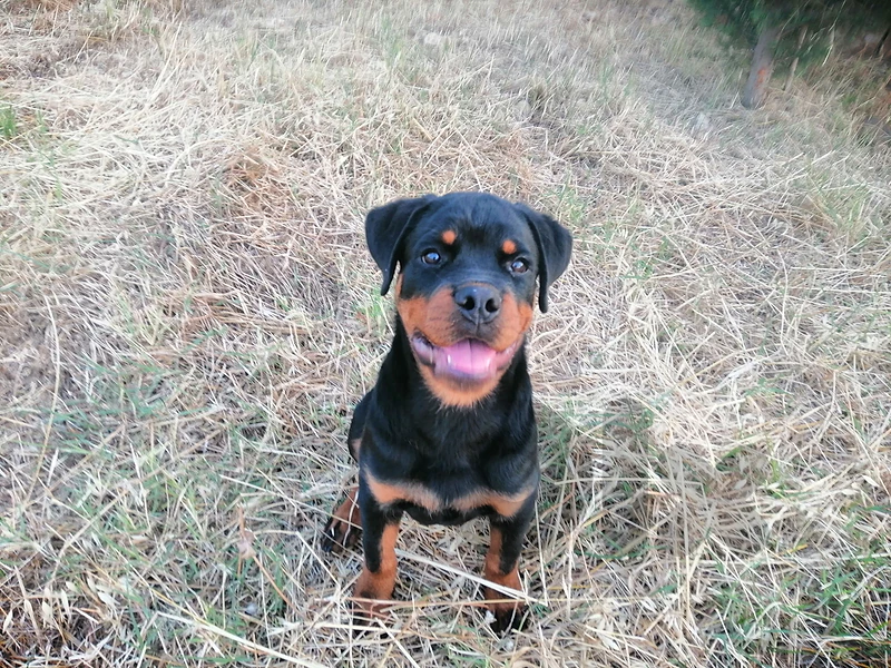 Rottweiler