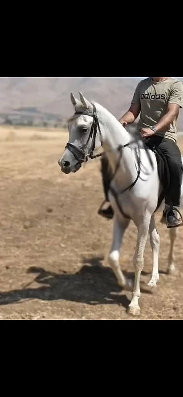 PURE ARABIAN HORSE حصان عربي اصيل مع اوراق WAHO