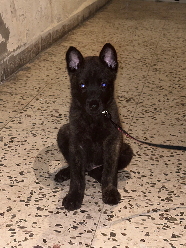 malinois