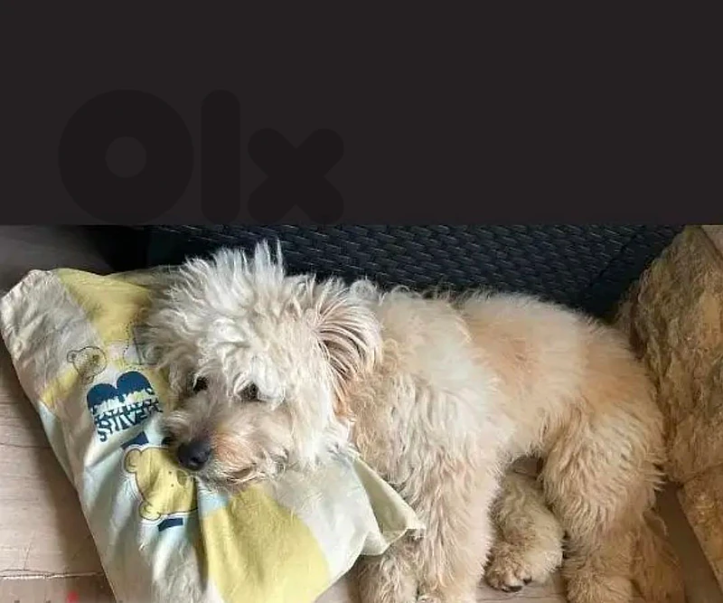 leo male bichon for sale