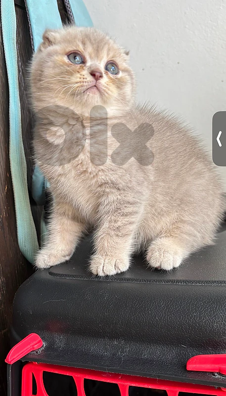 cram scottish Fold short hair kittens Available