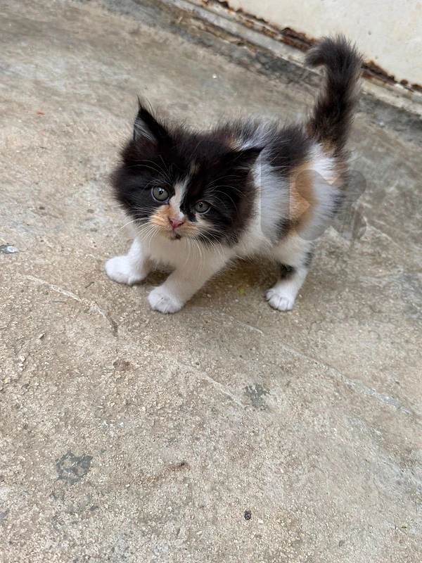 Kittens for Adoption