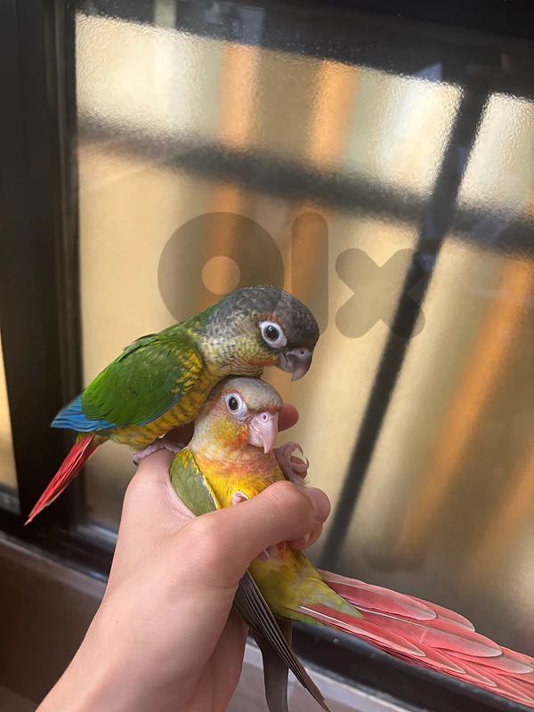 conure green cheek jwenho turquase . and pine apple conure