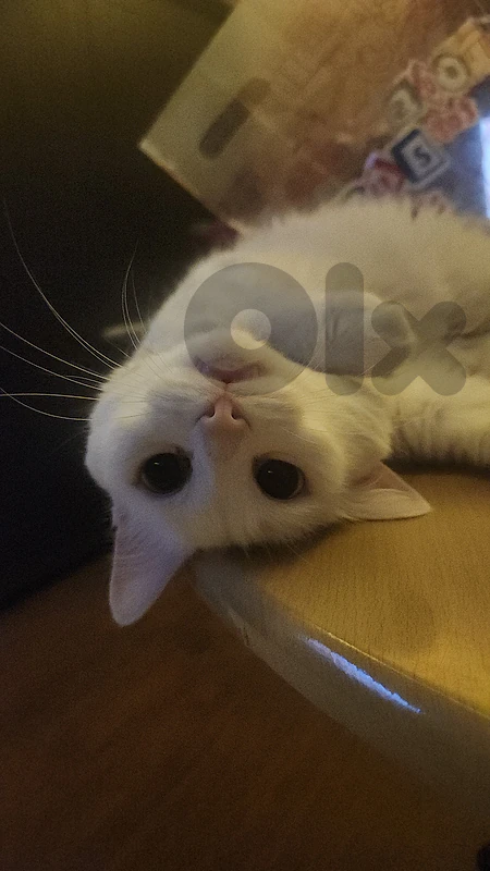 cat for adoption