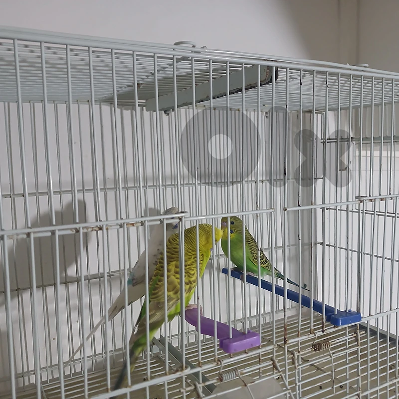 2 females and 1 male special budgies 03702481