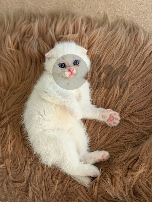 pure Scottish fold