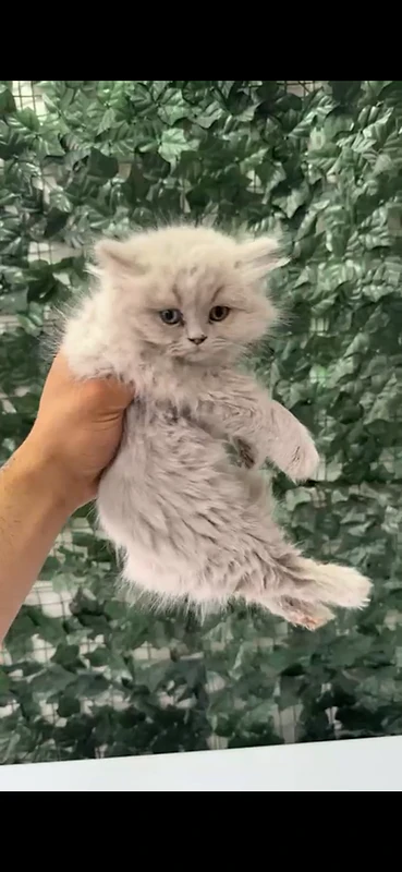 British Longhair Lilac Kitten - 2 Months Old