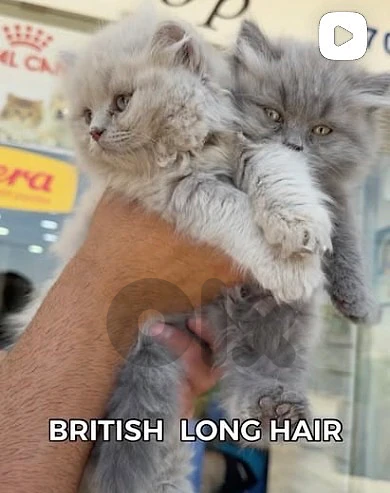 British Longhair Lilac Kitten - 2 Months Old