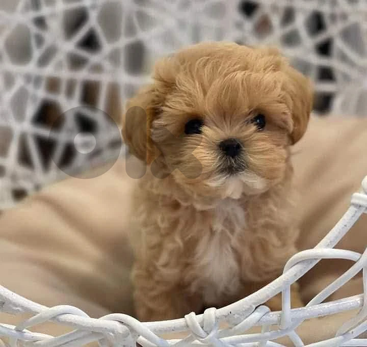 Maltipoo Puppy – Adorable, Smart & Ready for a Loving Home! 🐶❤️ كلاب