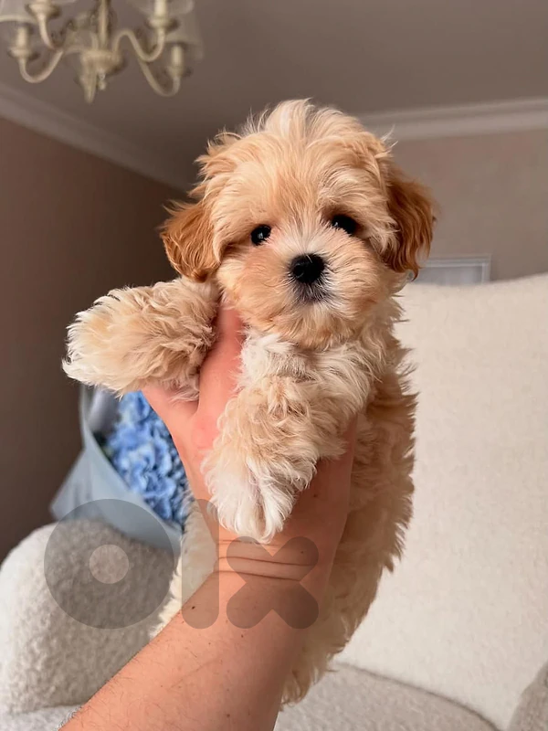 Maltipoo Puppy – Small Size |in store & delivery |