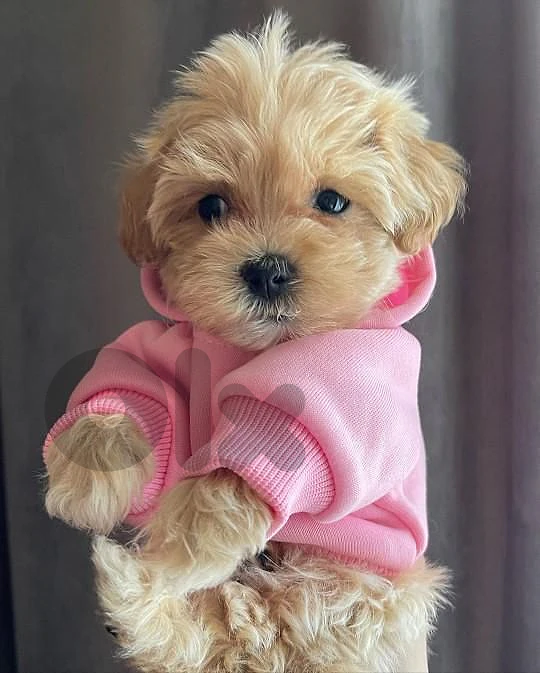 Maltipoo Puppy Available ❤️ dog كلاب