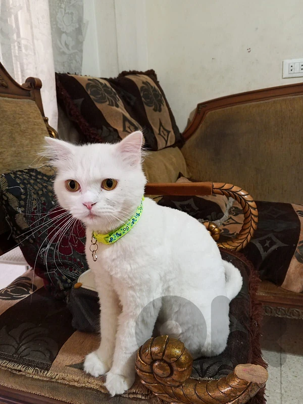 للتبني