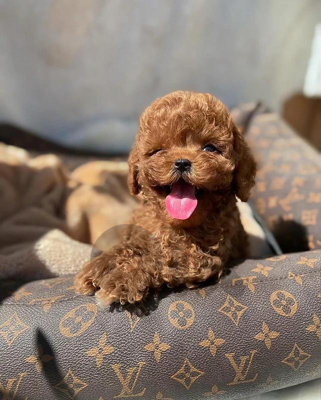 Toy Poodle Puppy – Elegant, Smart & Full of Love! 🐩