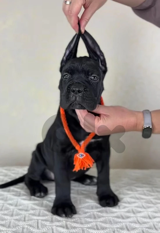 Cane Corso Puppy – Powerful, Loyal & Protective 🖤 dog كلاب