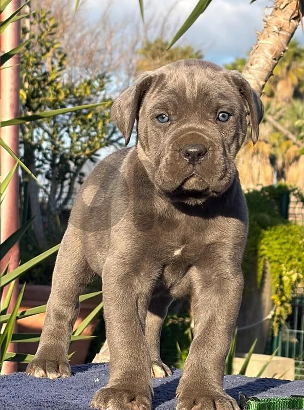 Premium Cane Corso Puppy Available 🐾 dog كلاب