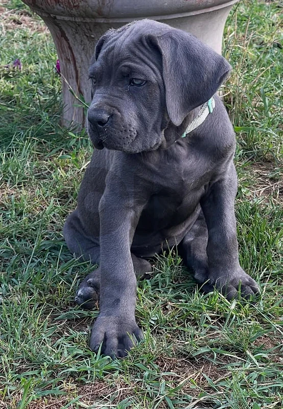 Cane Corso – The Ultimate Family Guardian 🔥 dog كلاب