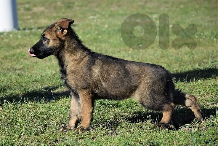 German Shepherd Working Line (Sable) – Premium Quality 🐺 dog كلاب