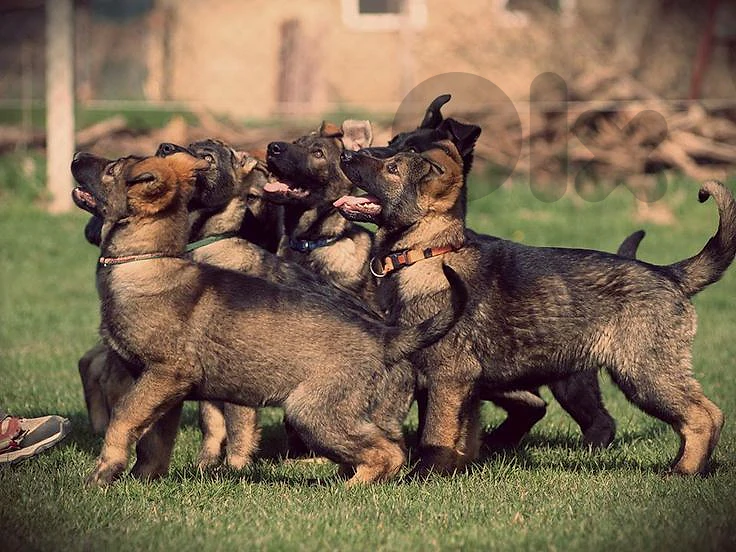 German Shepherd Working Line (Sable) – Premium Quality |dog كلاب