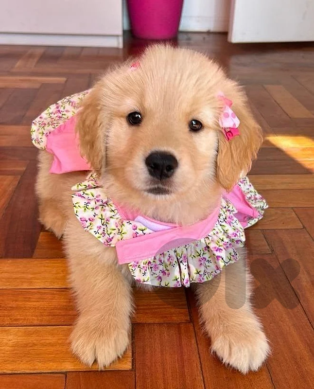 Golden Retriever Puppy – The Perfect Family Companion 💛 dog كلاب
