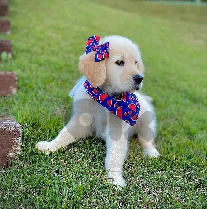 Golden Retriever Puppy Available ✨ dog كلاب Golden Retriever Puppy Available ✨ dog كلاب