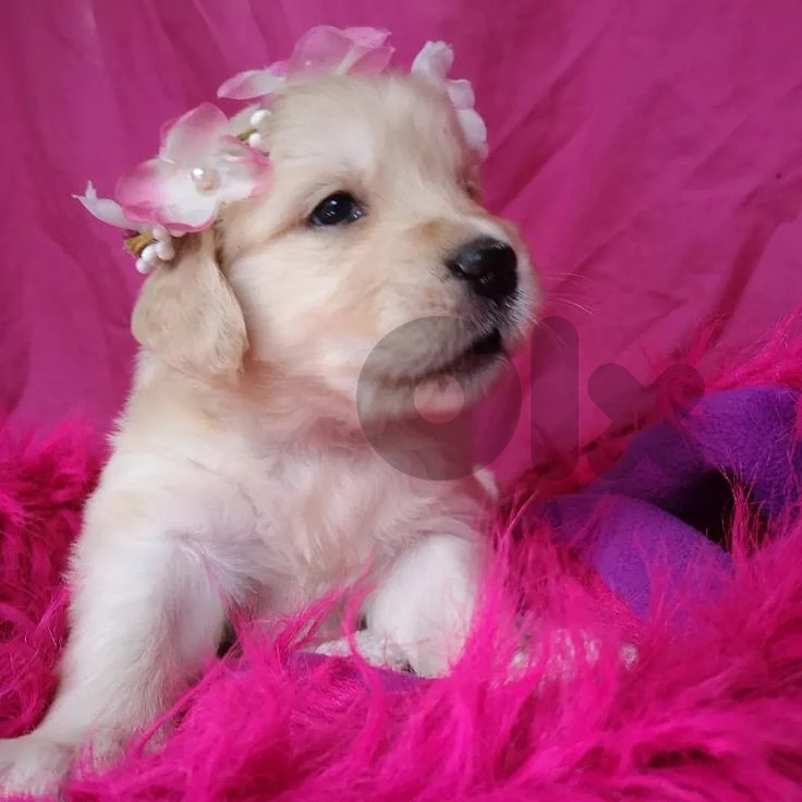 Bring Home Happiness with a Golden Retriever Puppy! 🐶