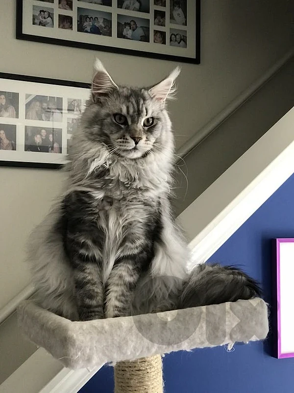Maine Coon Kitten – Gentle Giant with a Majestic Look 🦁