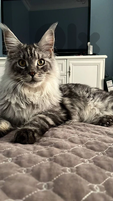 Premium Maine Coon Kitten Available ✨