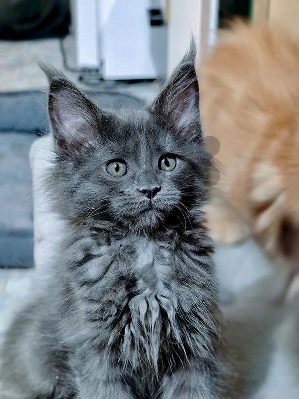 Maine Coon Kitten – Royal Looks, Loving Heart 👑