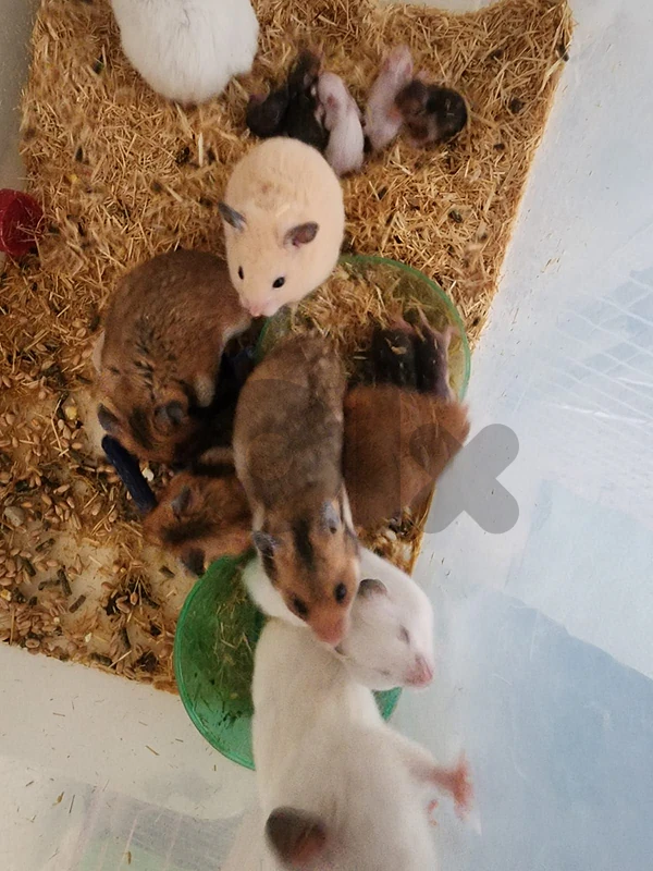 7 hasmters