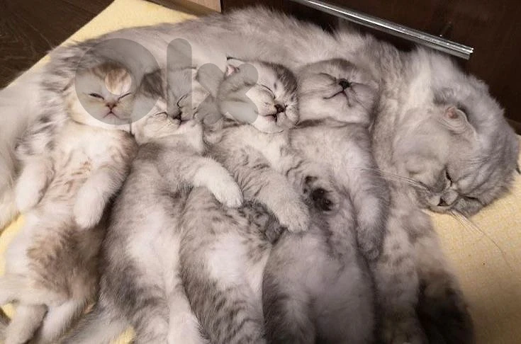 silver chanchilla