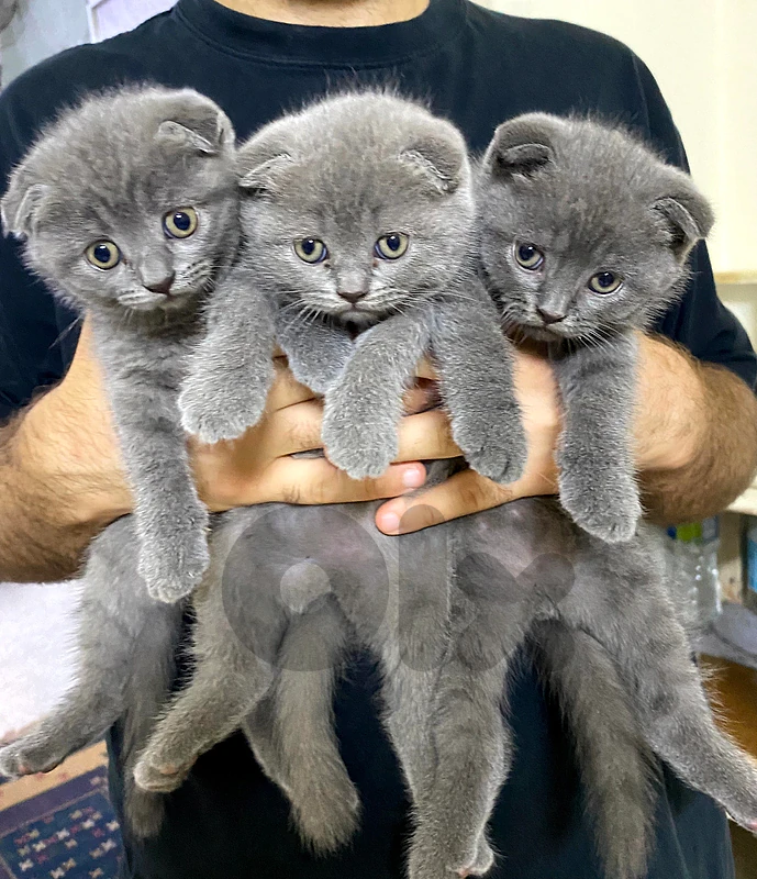 Scottish kittens