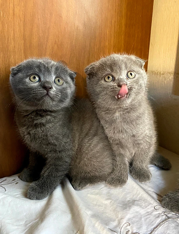Scottish kittens