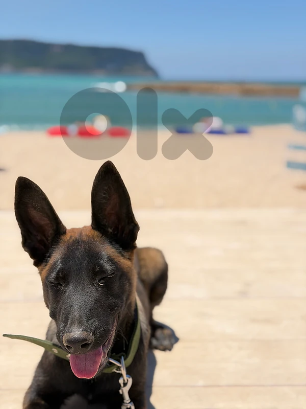 Belgian Malinois Belgian Malinois